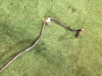 Стабилизатор задний 15.9мм SUBARU OUTBACK OEM 20451AG070 BP5 BL5 BLE BPE BPH BL9 BP9 2007 EJ253 AT