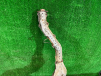 エキゾーストマニホールド SUBARU LEGACY OEM 44109AE001 44111AE160 BH9 2001 EJ254 AT