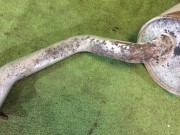 หม้อพักท้าย SUBARU LEGACY OEM 44300AE010, SU83016, 231069, 684267, P9036, BH9 1999 EJ254