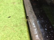 右后侧窗玻璃 SUBARU LANCASTER OEM 65210AE040NB, 65210AE041NB BH9 2001