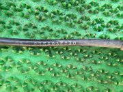 Sensor ABS delantero izquierdo SUBARU LANCASTER OEM 27540AE030, 410664, GBS5066 BHE 2002 EZ30